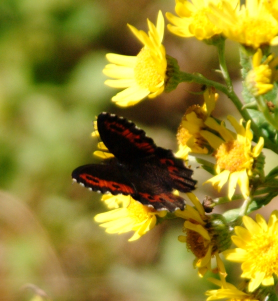 Erebia ligea